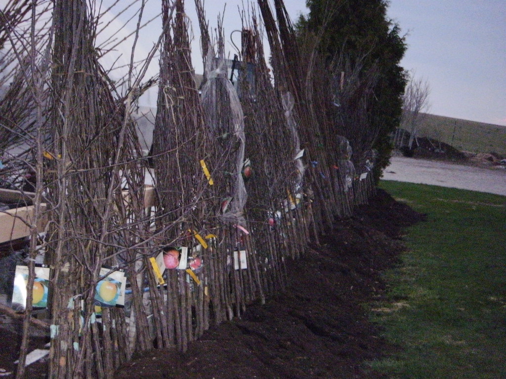 Сроки посадки плодовых деревьев и кустарников: весна или осень в средней полосе