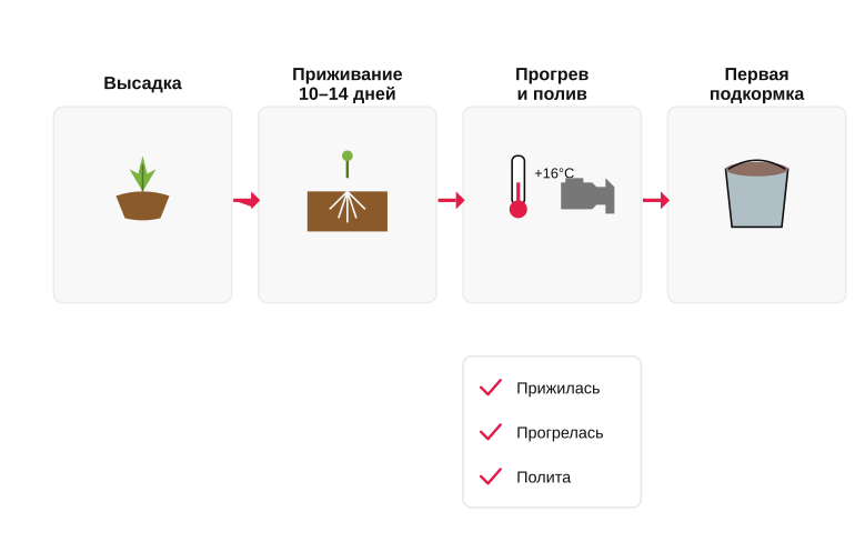 Логика старта подкормок