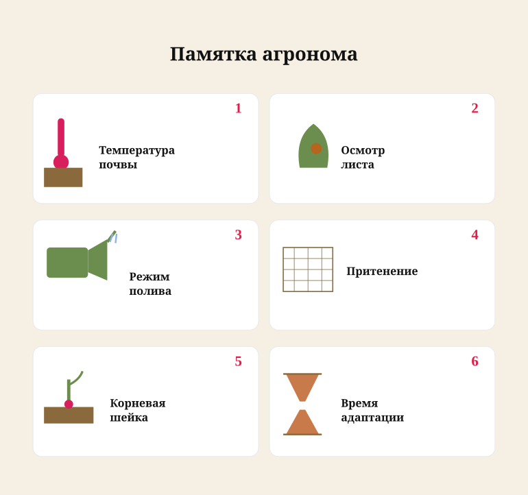 Памятка: что проверить, если рассада не приживается