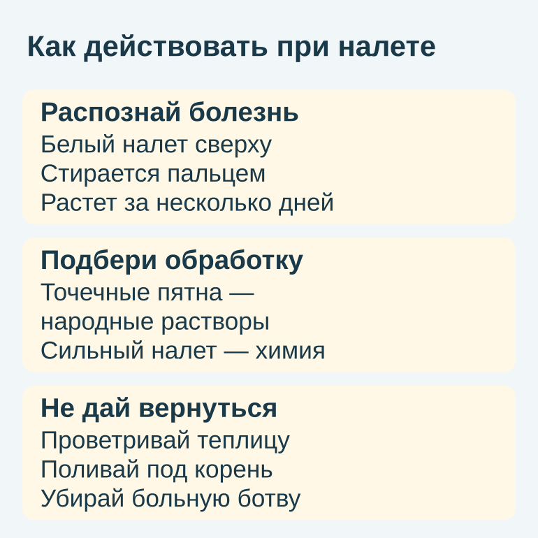 Памятка из трех блоков: распознавание, выбор обработки и профилактика мучнистой росы