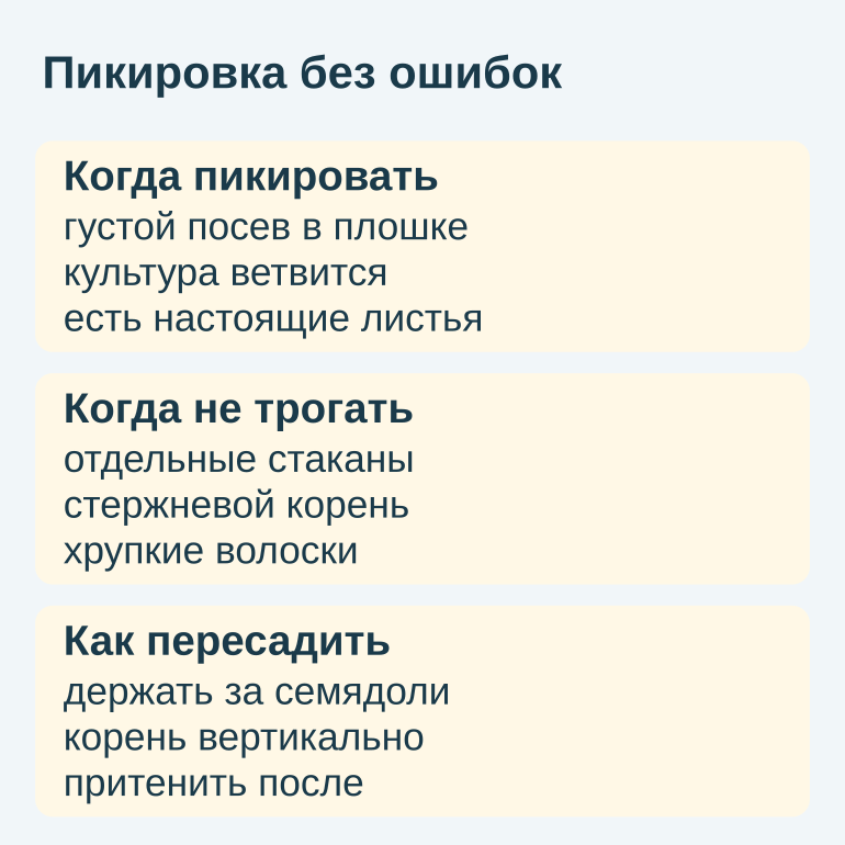 Памятка по пикировке рассады: условия и техника